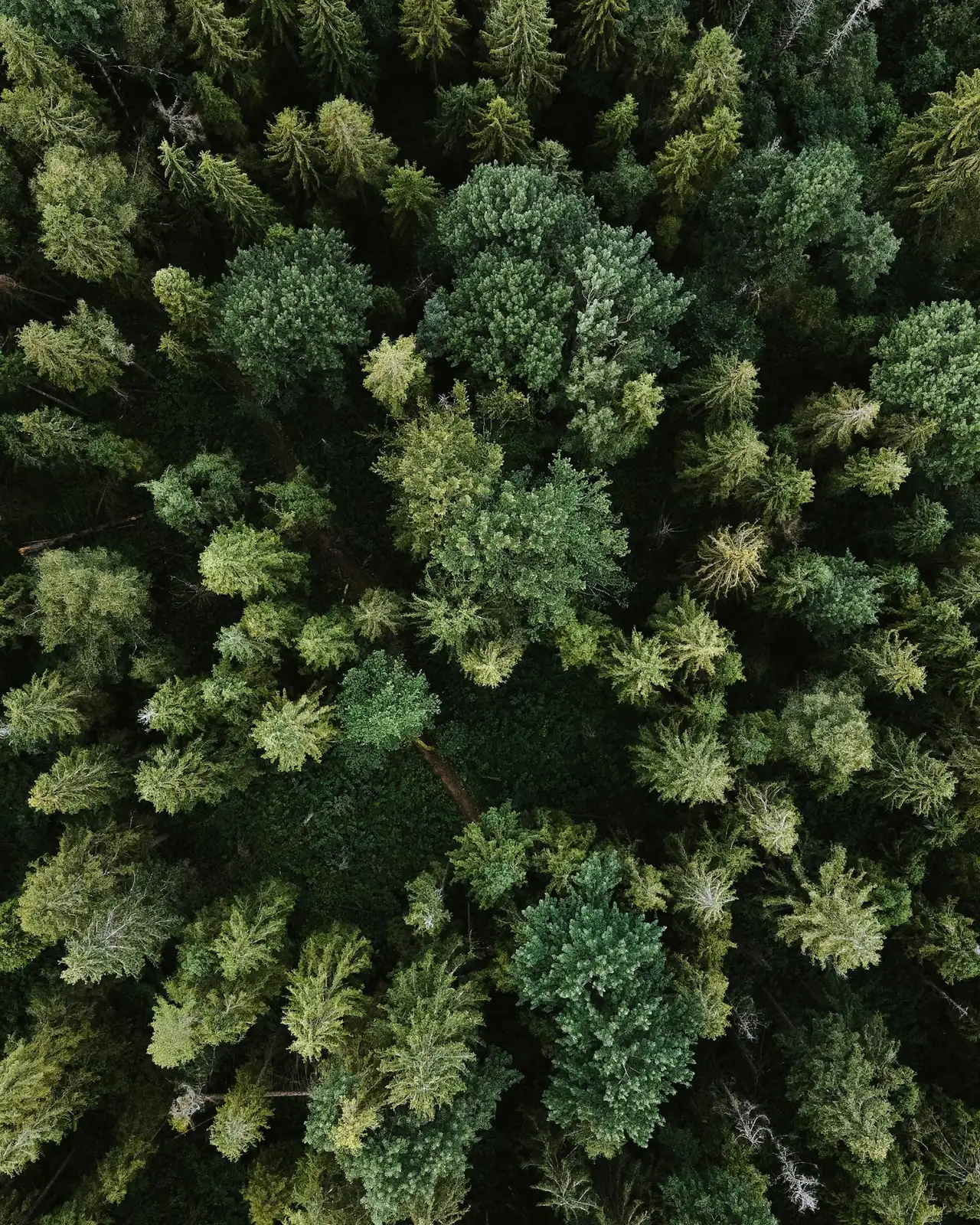 Waldlandschaft aus der Vogelperspektive – Symbolbild für die grüne Stadt Wuppertal